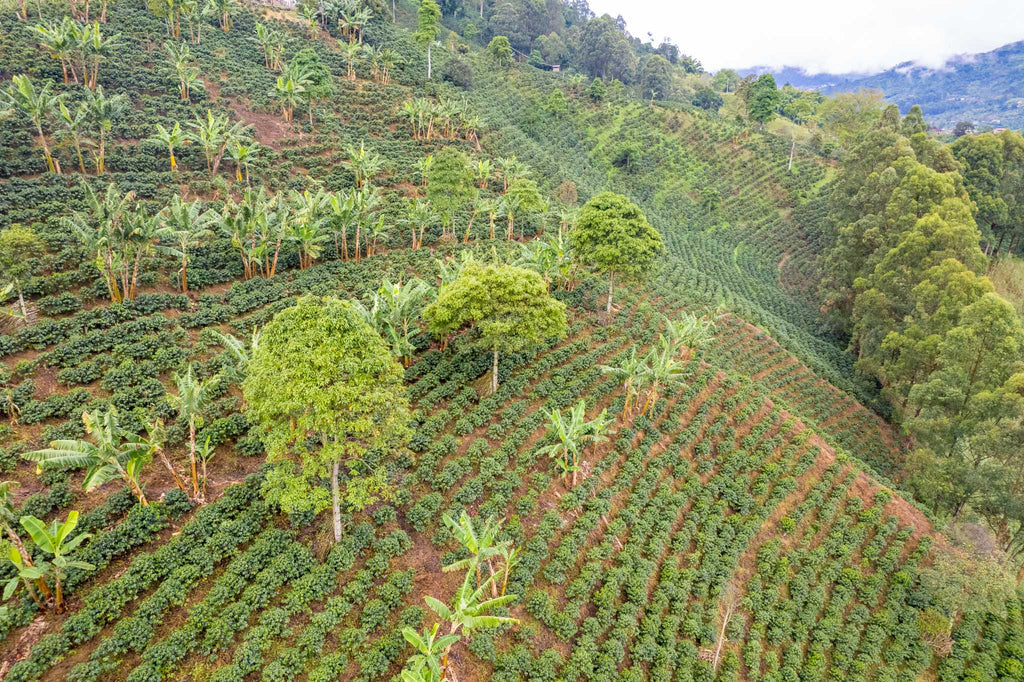 Colombia Supremo