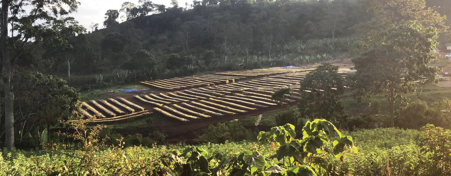 Ethiopia Yirgacheffe Grande